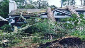 The Stump Grinding Process in Fayetteville GA